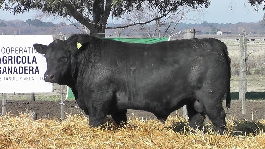Lote TOROS PUROS POR CRUZA