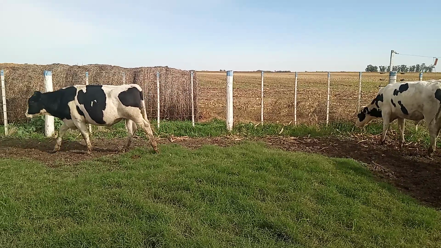 Lote 14 Mej pesados Holando Argentino en Porteña, Córdoba