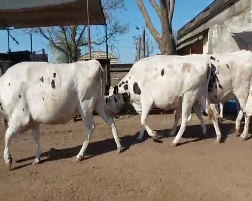 Lote Lote 35 Avelino Picco