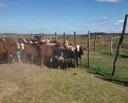 Lote 160 Terneros/as en Empedrado, Corrientes