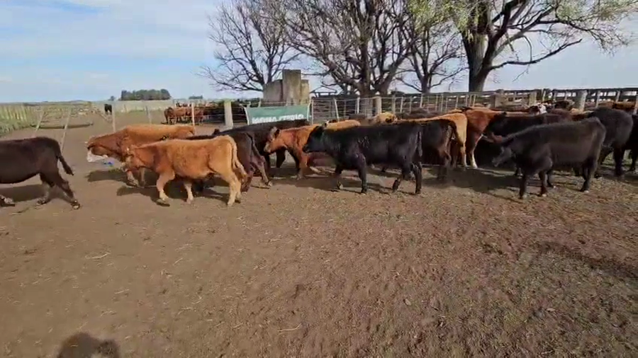 Lote 70 Terneros/as  EN GRAL LAMADRID