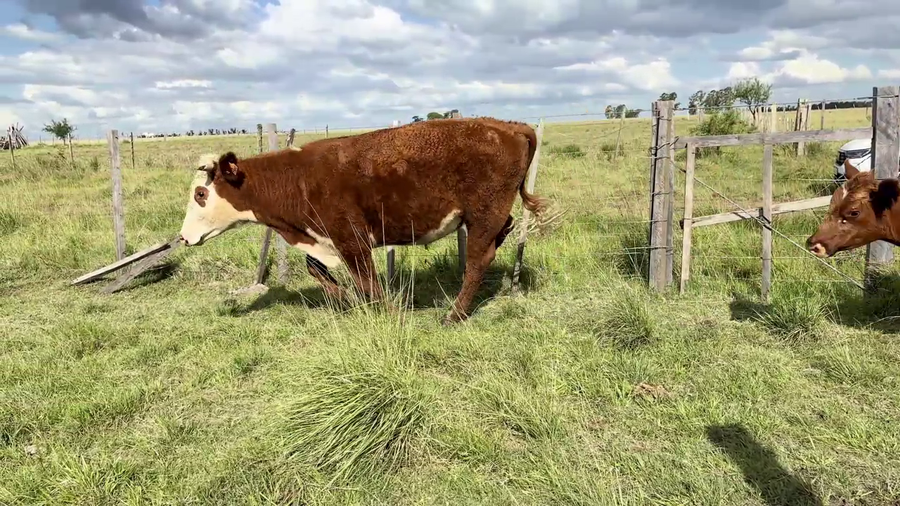 Lote NOVILLOS 1-2 AÑOS