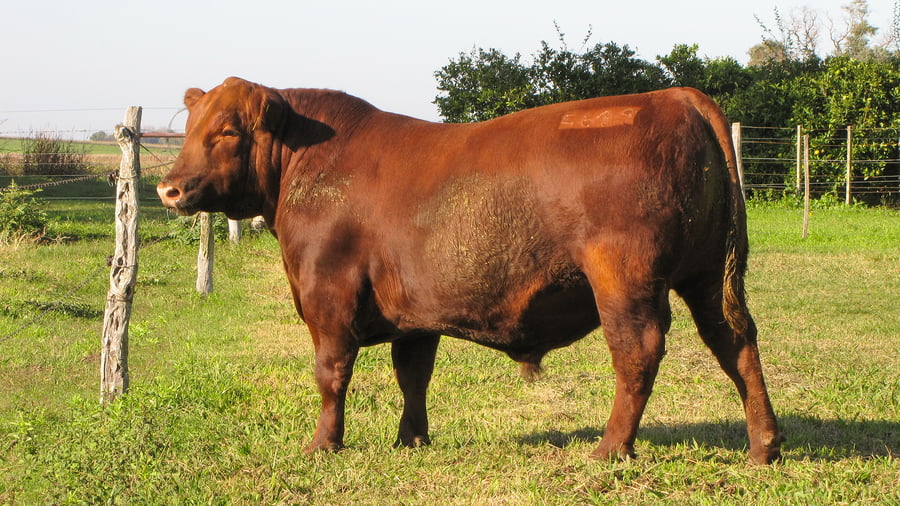 Lote CABAÑA COEMBOTÁ: RP 619