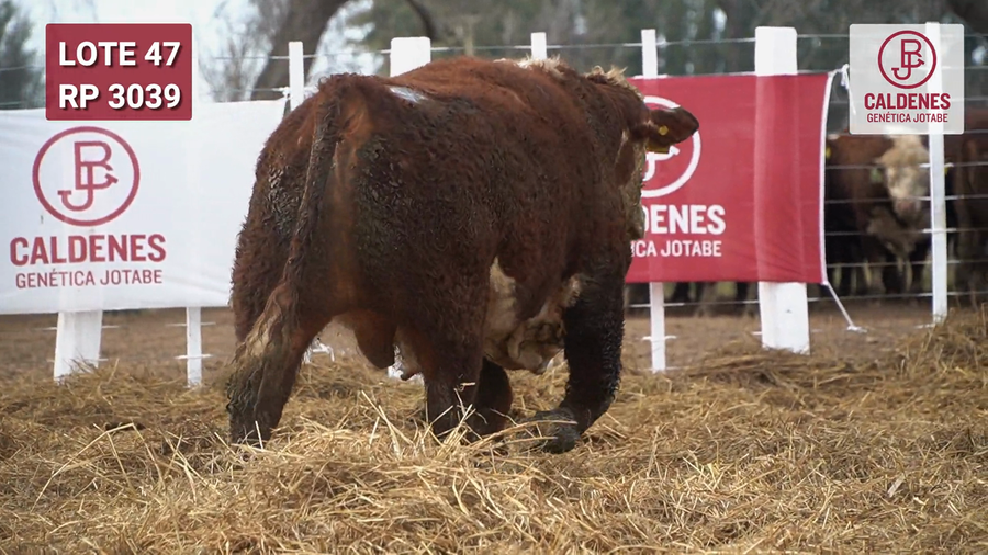Lote Toro PR