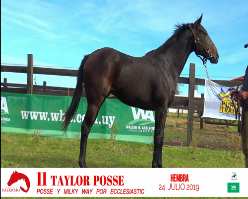 Lote TAYLOR POSSE
