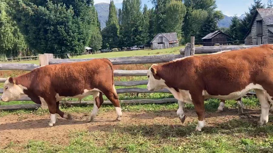 Lote 50 Novillo Engorda en Coyhaique, XI Región Aysén