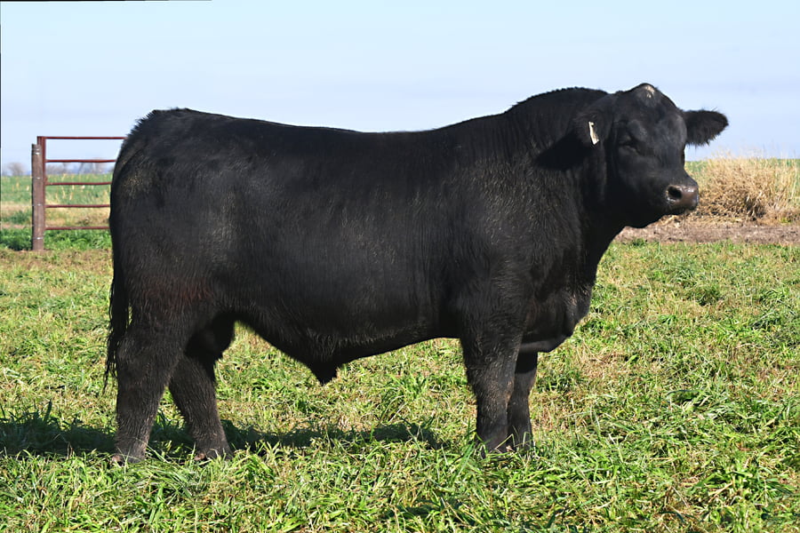 Lote RP 18580 - TOROS PP ELITE