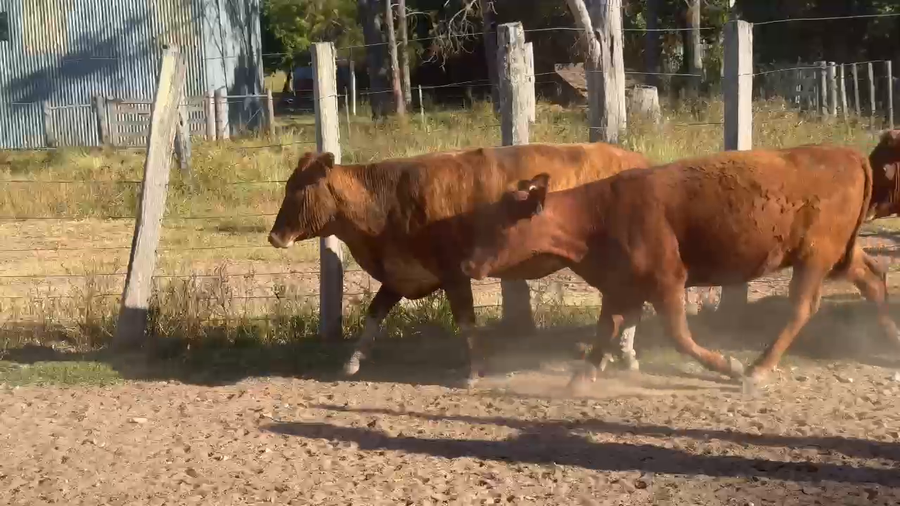 Lote 65 Vaquillonas en Corrientes, Paso de Los Libres