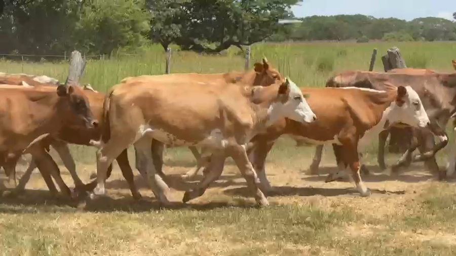 Lote 52 Novillitos en Corrientes, San Miguel