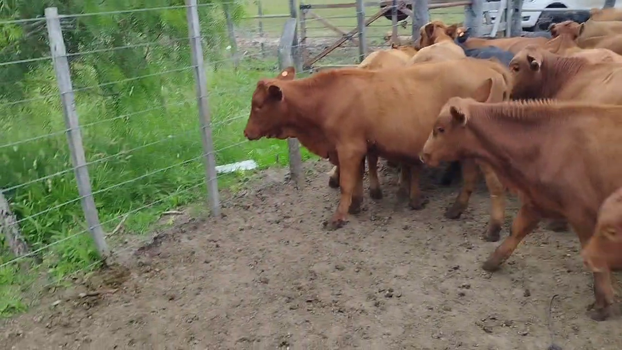 Lote 42 Terneros/as en Lucas González, Entre Ríos