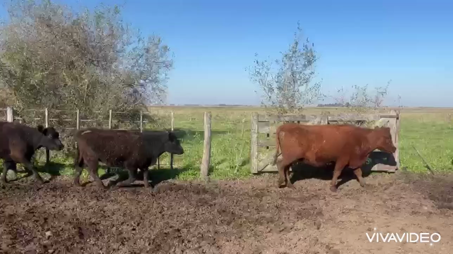 Lote 30 Vacas CUT preñadas
