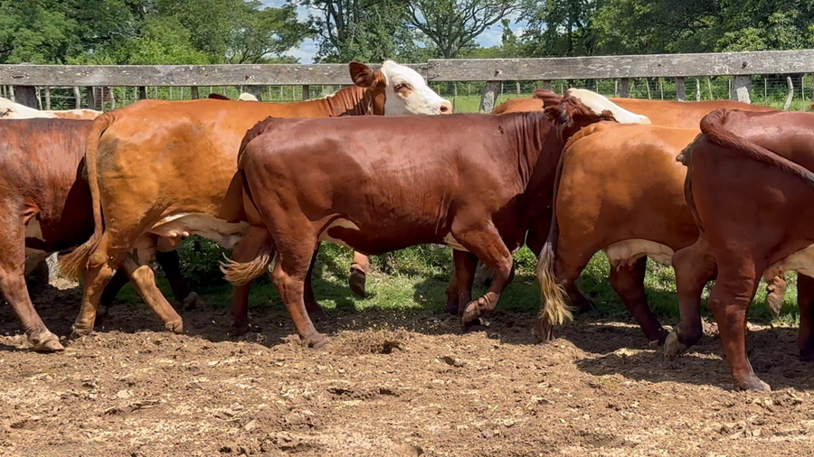 Lote 35 Vacas  en Corrientes, Lavalle