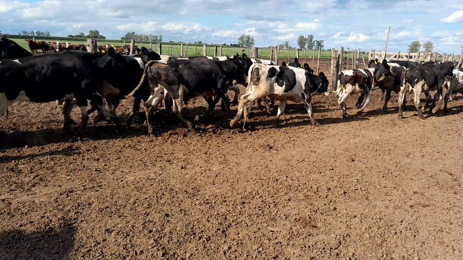 Lote 57 Terneros Holando Argentino en Morteros, Córdoba