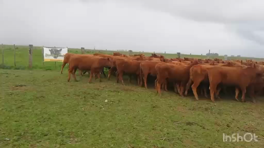 Lote 60 Novillitos