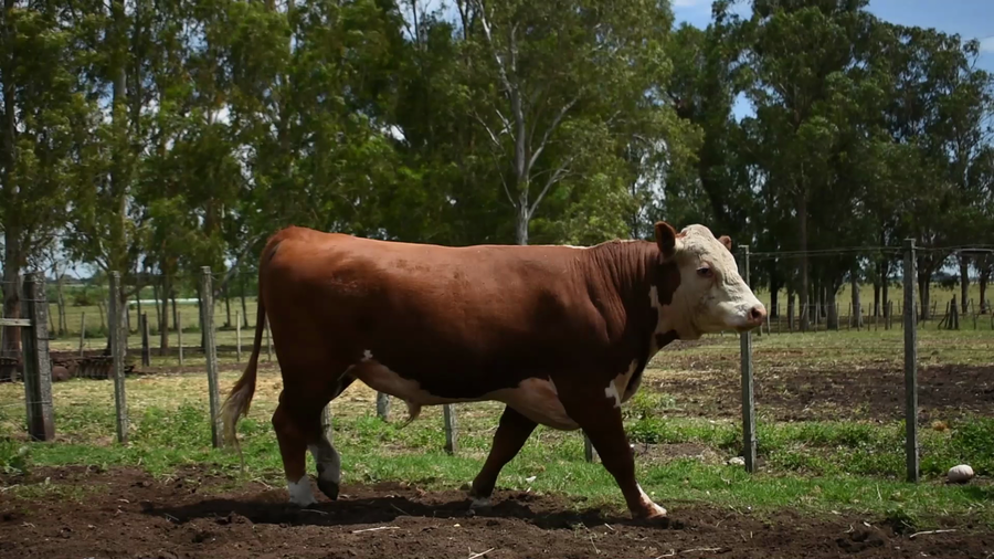 Lote "Los Piquillines" ,RP 232