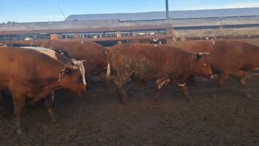 Lote 20 Novillo Gordo en Los Ángeles, VIII Región Biobío