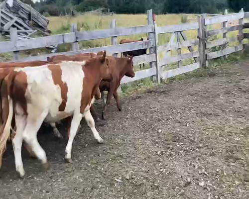 Lote 44 Novillo Engorda en Río Ibáñez, XI Región Aysén