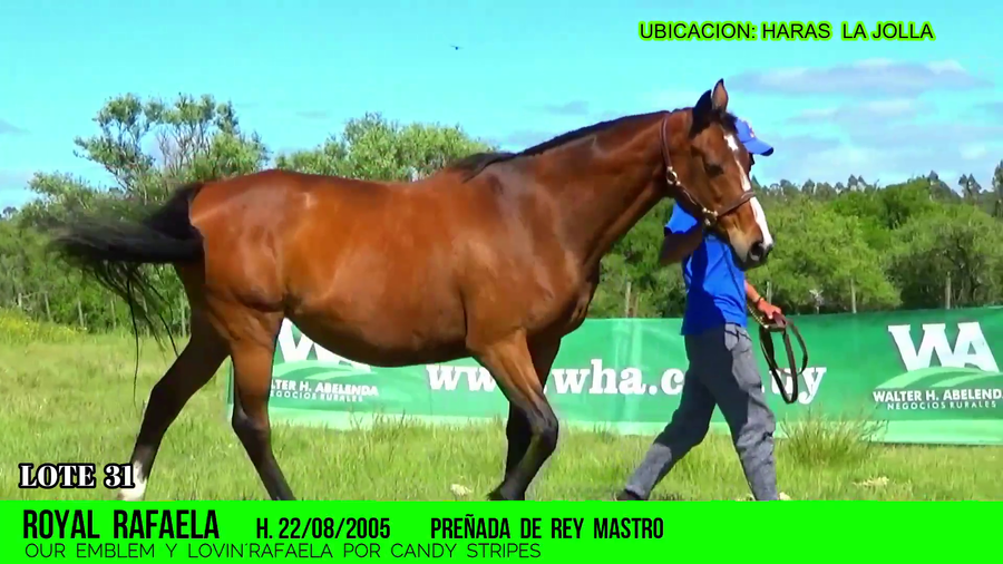 Lote ROYAL RAFAELA