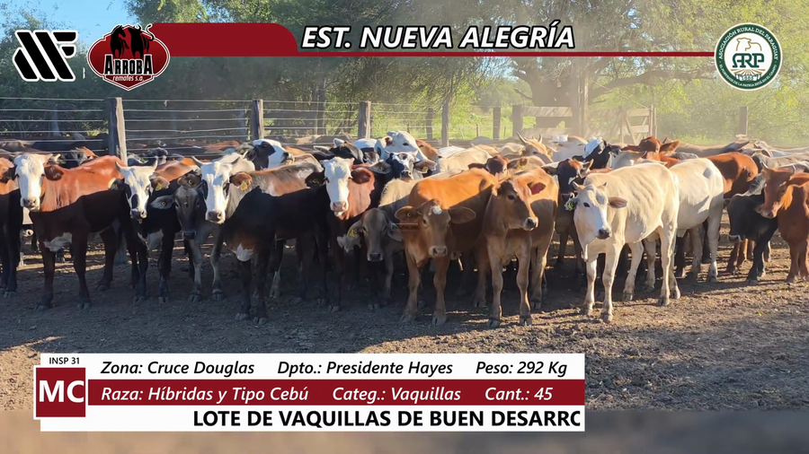 Lote Estancia Nueva Alegría