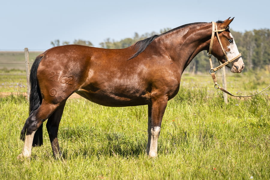 Lote DEL SILENCIO ESTRELLA