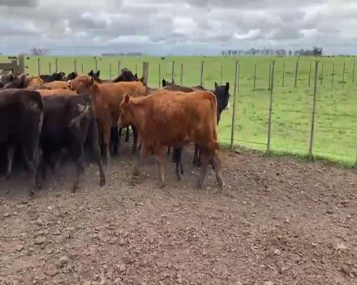Lote 51 Terneras en Azul, Buenos Aires