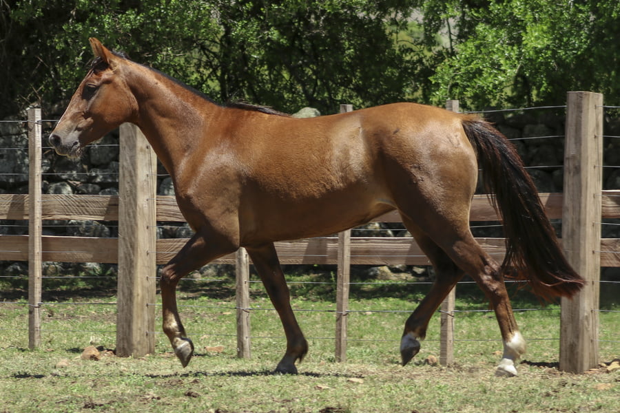 Lote AGUAS CLARAS MIS HERMANAS