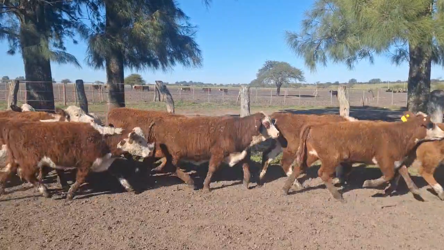 Lote 70 Terneras