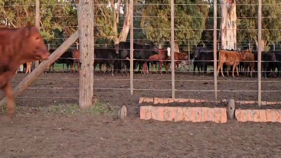 Lote 70 Terneras en Buenos Aires, Benito Juárez