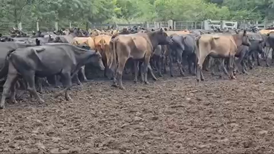 Lote 220 Vacas de invernar en Pirané, Formosa