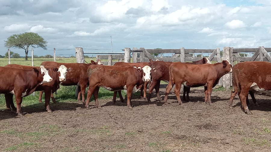 Lote SAENZ VALIENTE, BULLRICH Y Cia. S.A.