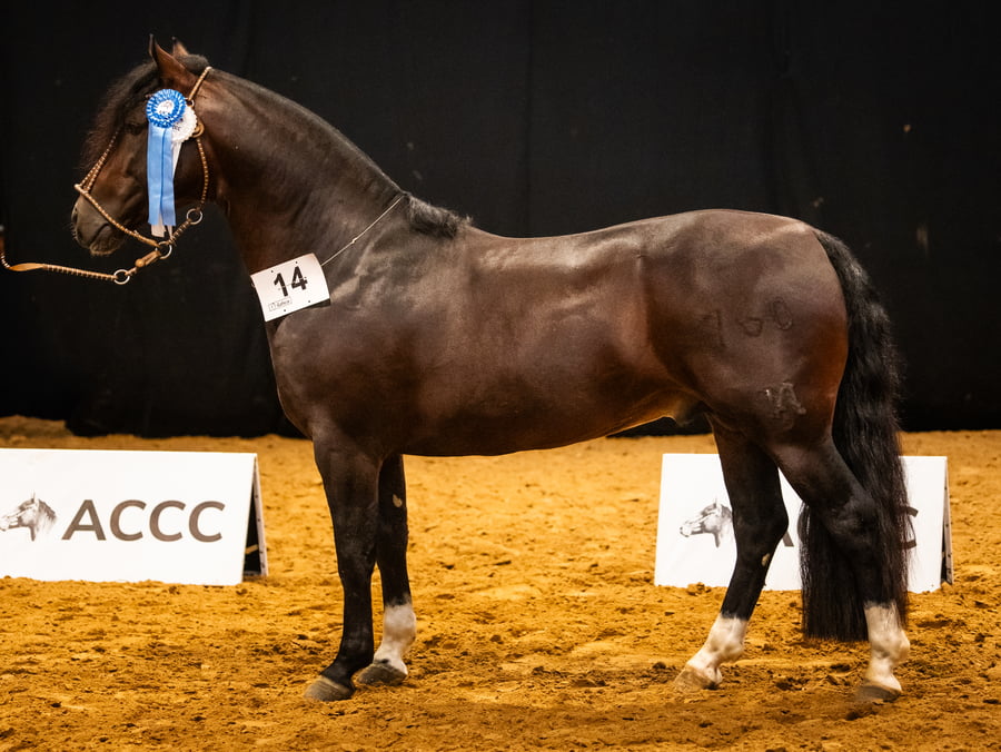 Lote TRES AR CODICIADO