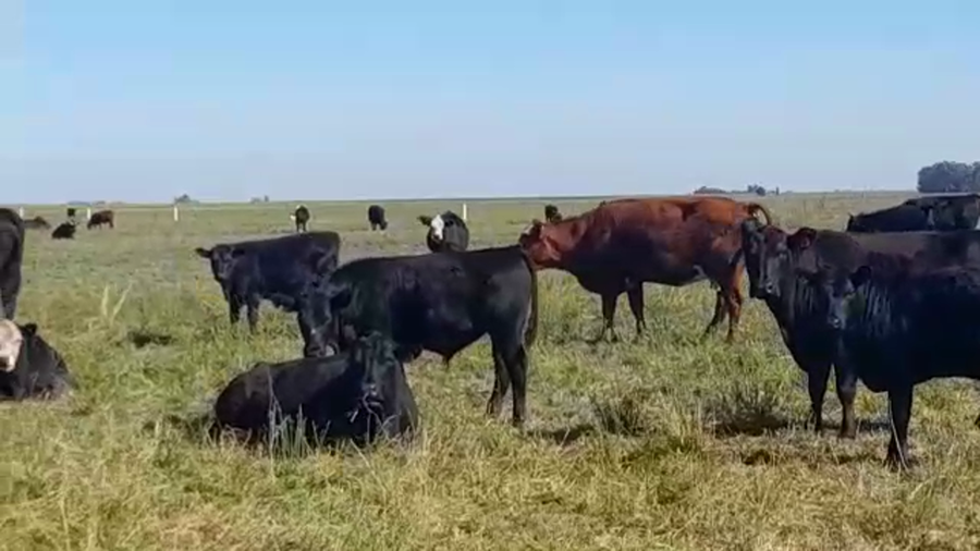Lote 75 Terneros A TÉRMINO en Pehuajó