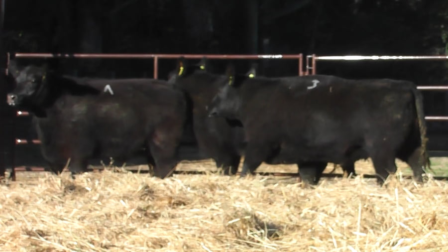 Lote VAQUILLONAS PURAS DE PEDIGREE (c/garantía de preñez o parida)