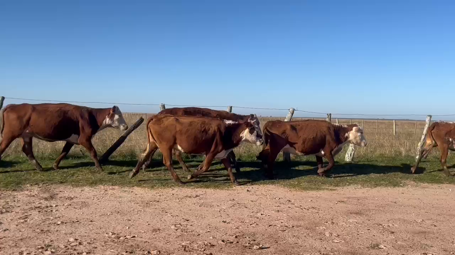Lote 55 Vacas de invernar