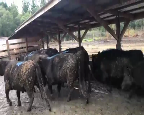 Lote 20 Vaquilla Gorda en Los Ángeles, VIII Región Biobío