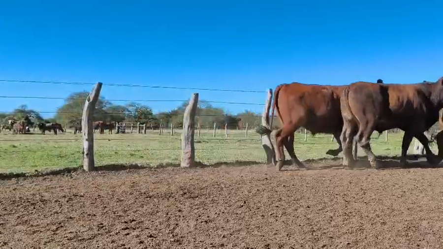 Lote 66 Novillos en Corrientes, Mercedes