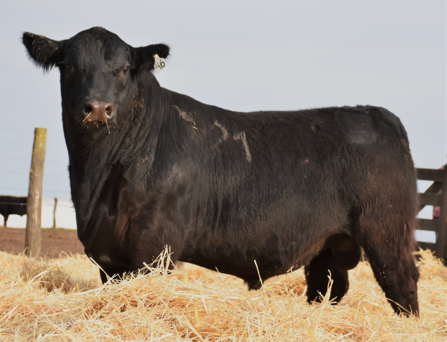 Lote TOROS PC