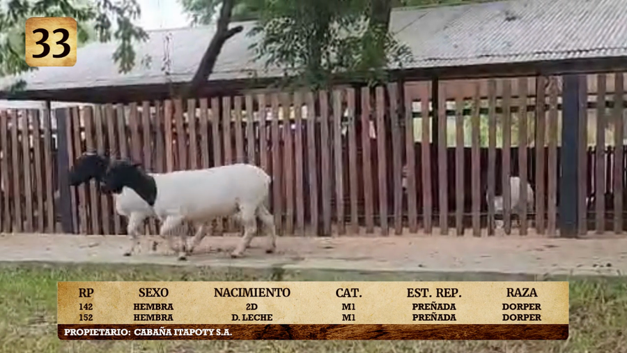 Lote LOTE 33