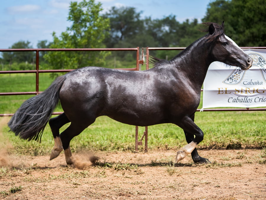 Lote SIRIGOTE LA BRASA