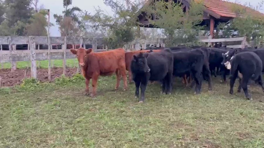 Lote 48 Terneras