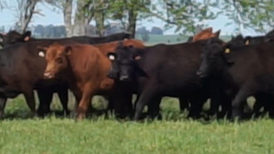 Lote 30 Vaquillonas  a remate en 22º Remate Anual La Magdalena, Salto