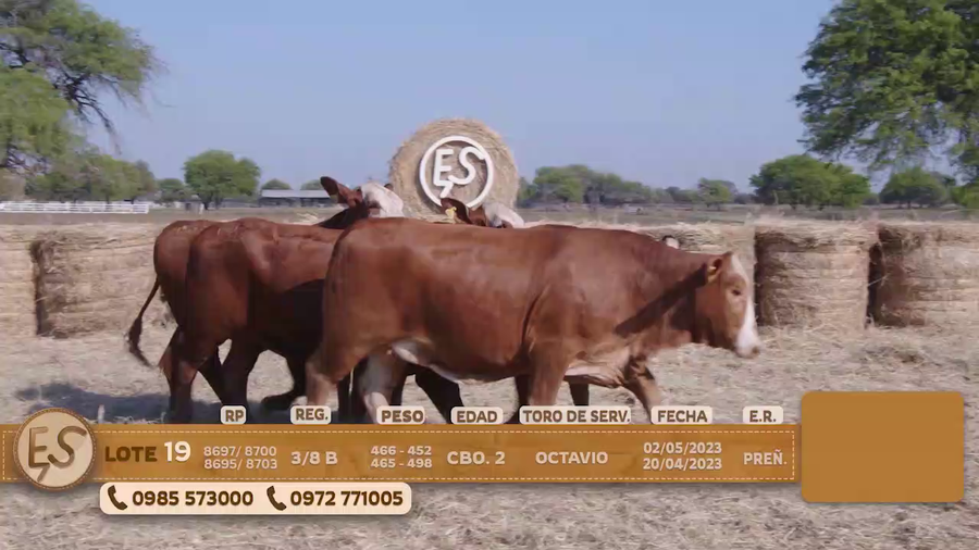 Lote Hembras Preñadas