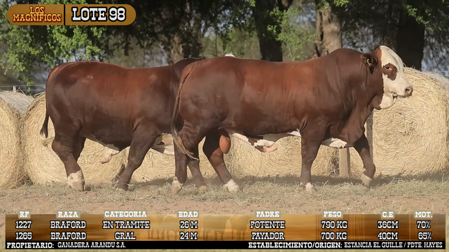 Lote LOTE 98 - VIVO