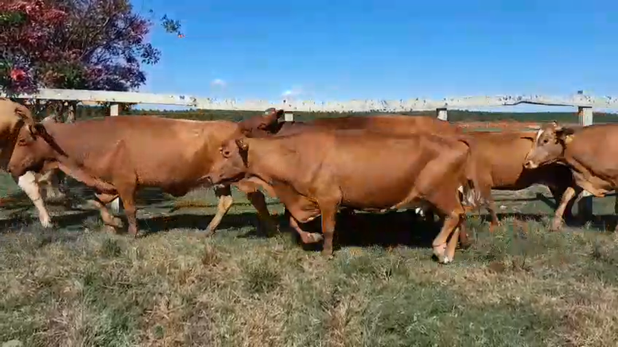 Lote 27 Vacas de invernar