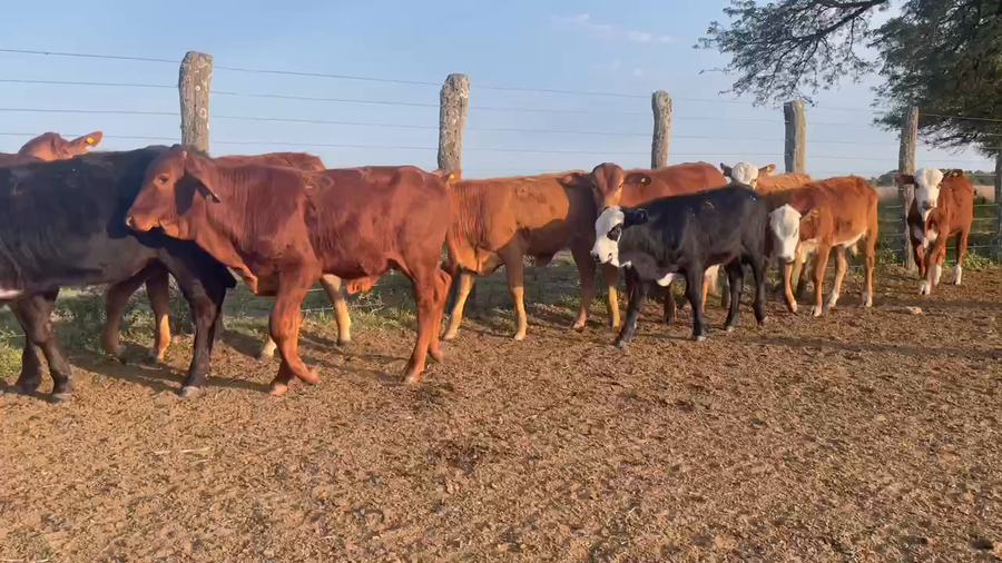 Lote 120 Terneros/as en Itatí, Corrientes