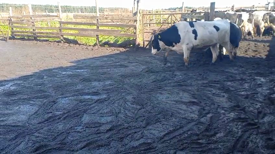 Lote 40 Novillo Gordo en Cabrero, VIII Región Biobío