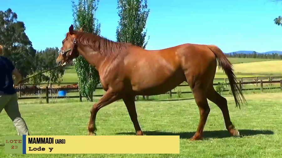 Lote MAMMADI (ARG)