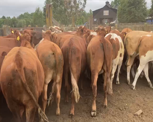 Lote 50 Novillo Engorda en Río Bueno, XIV Región Los Ríos