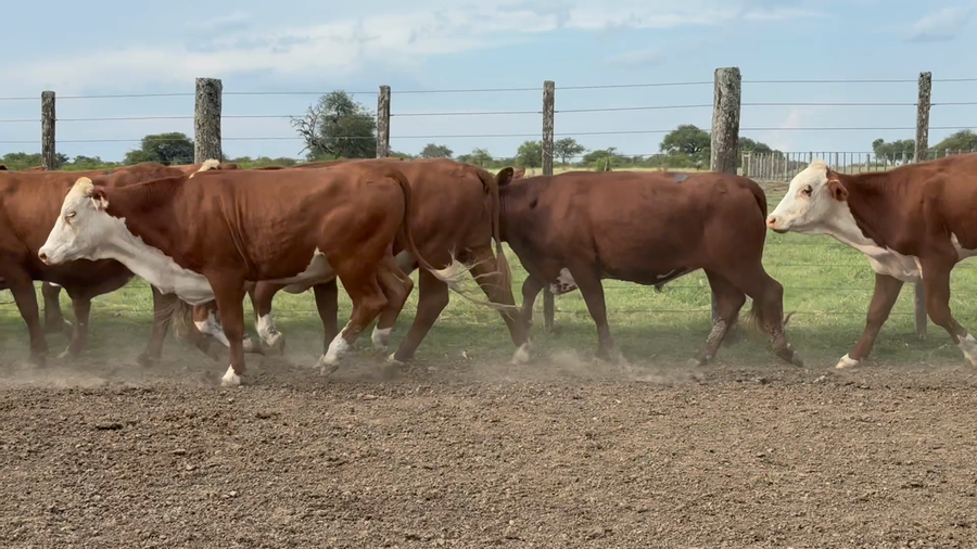 Lote 50 Novillos en Corrientes, Curuzú-Cuatiá