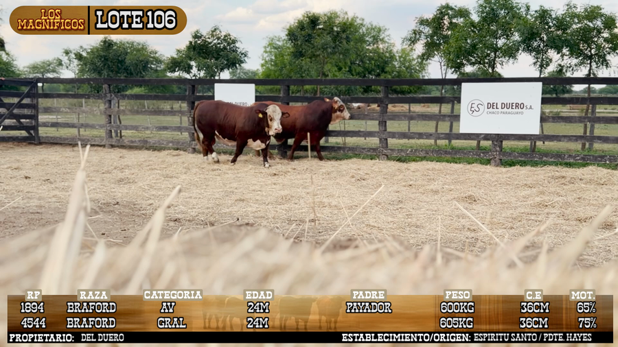 Lote LOTE 106 - PANTALLA